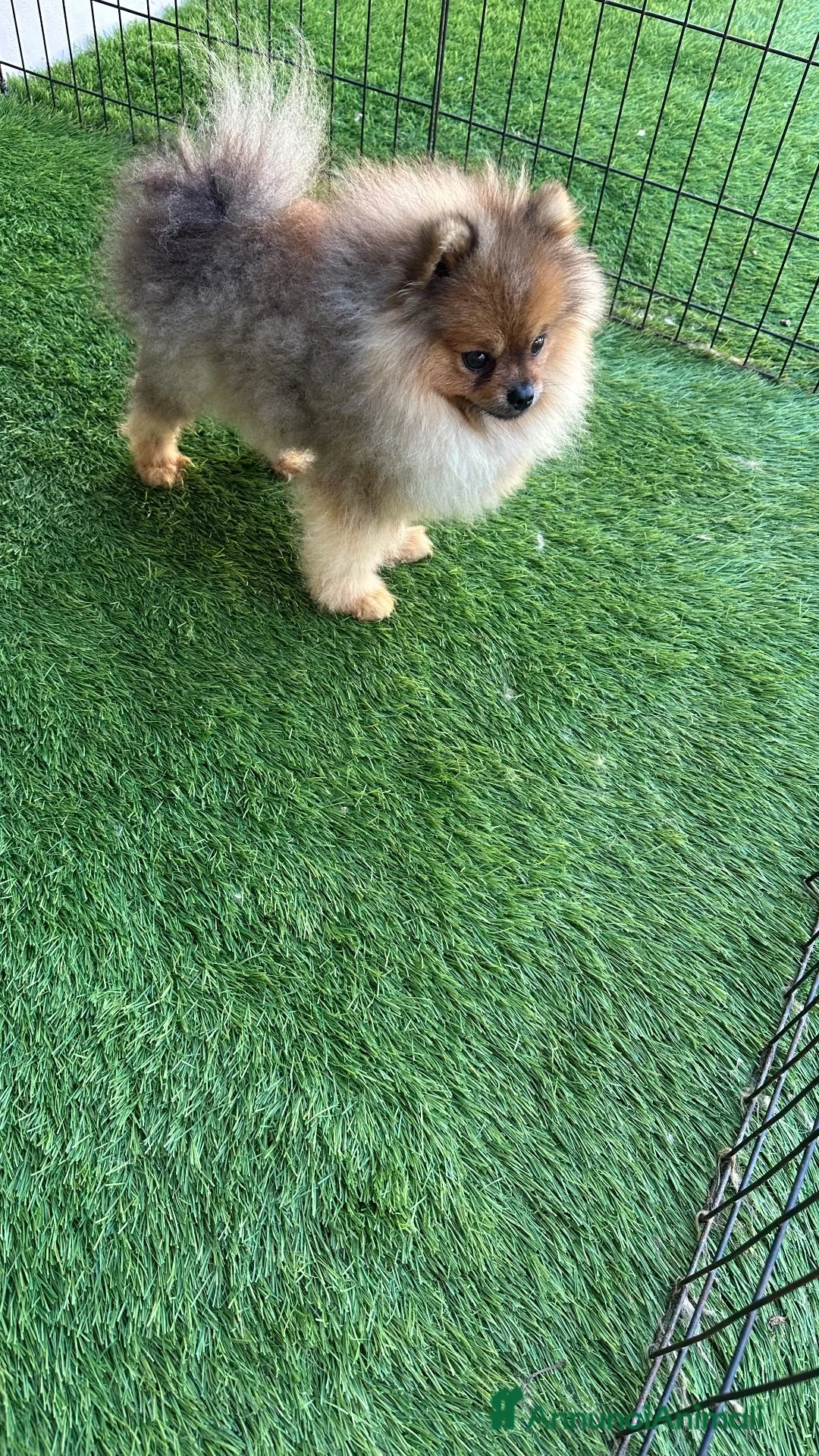 Spitz cani in vendita: Spitz di Pomerania nano a Città metropolitana di Palermo - Annuncio 4