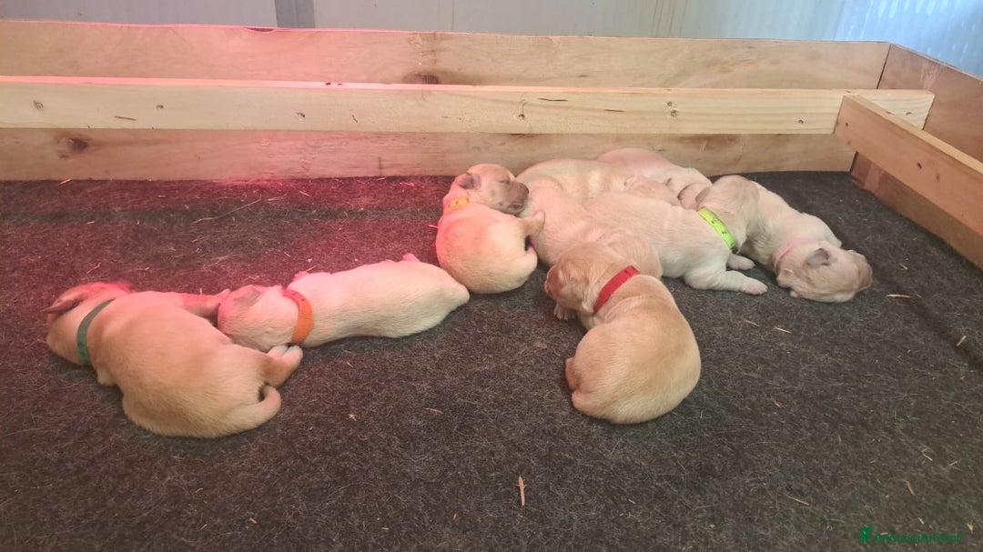 Golden Retriever cani in vendita: Cuccioli di golden retriever a Provincia di Pavia - Immagine 4