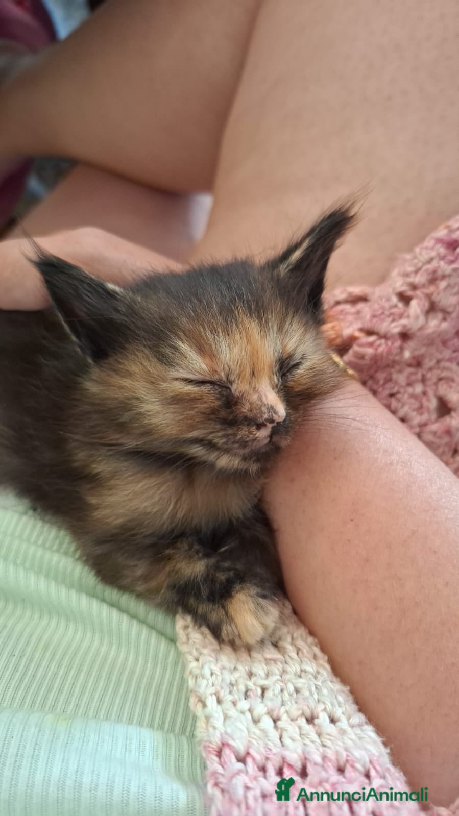 Altre razze gatti in regalo: 4 bellissimi gattini/e vivaci - Annuncio 7