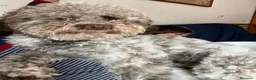 Lagotto cani in regalo: Artù  a Provincia di Salerno - Annuncio 2