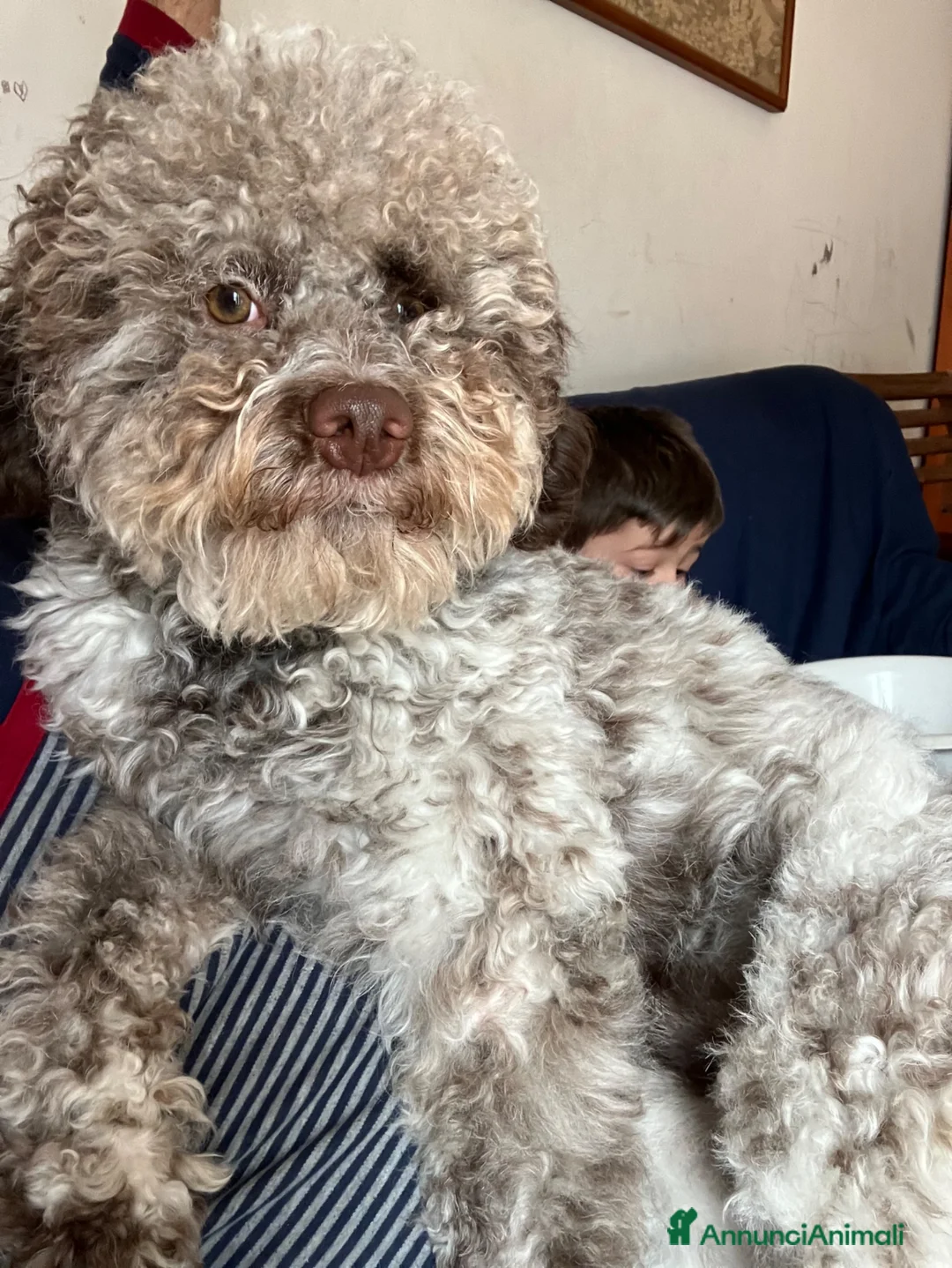 Lagotto cani in regalo: Artù  a Provincia di Salerno - Annuncio 2