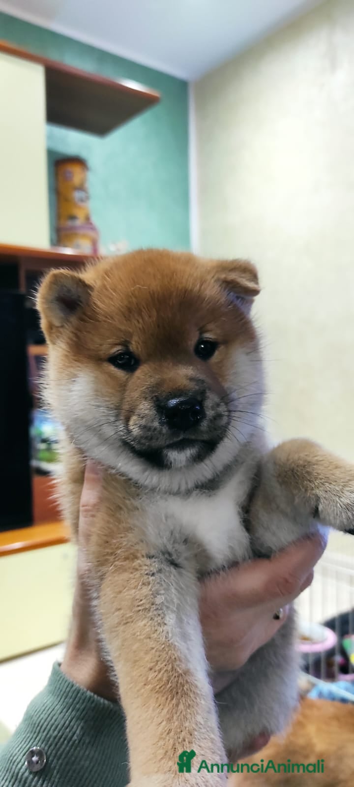 Shiba Inu cani Cuccioli di Shiba Inu - Annuncio 1