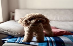 Barboncino cani in vendita: Meravigliose barboncine toy red - Immagine 4