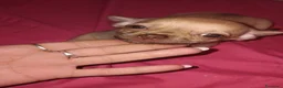 Chihuahua cani in vendita: Caramello - Annuncio 6