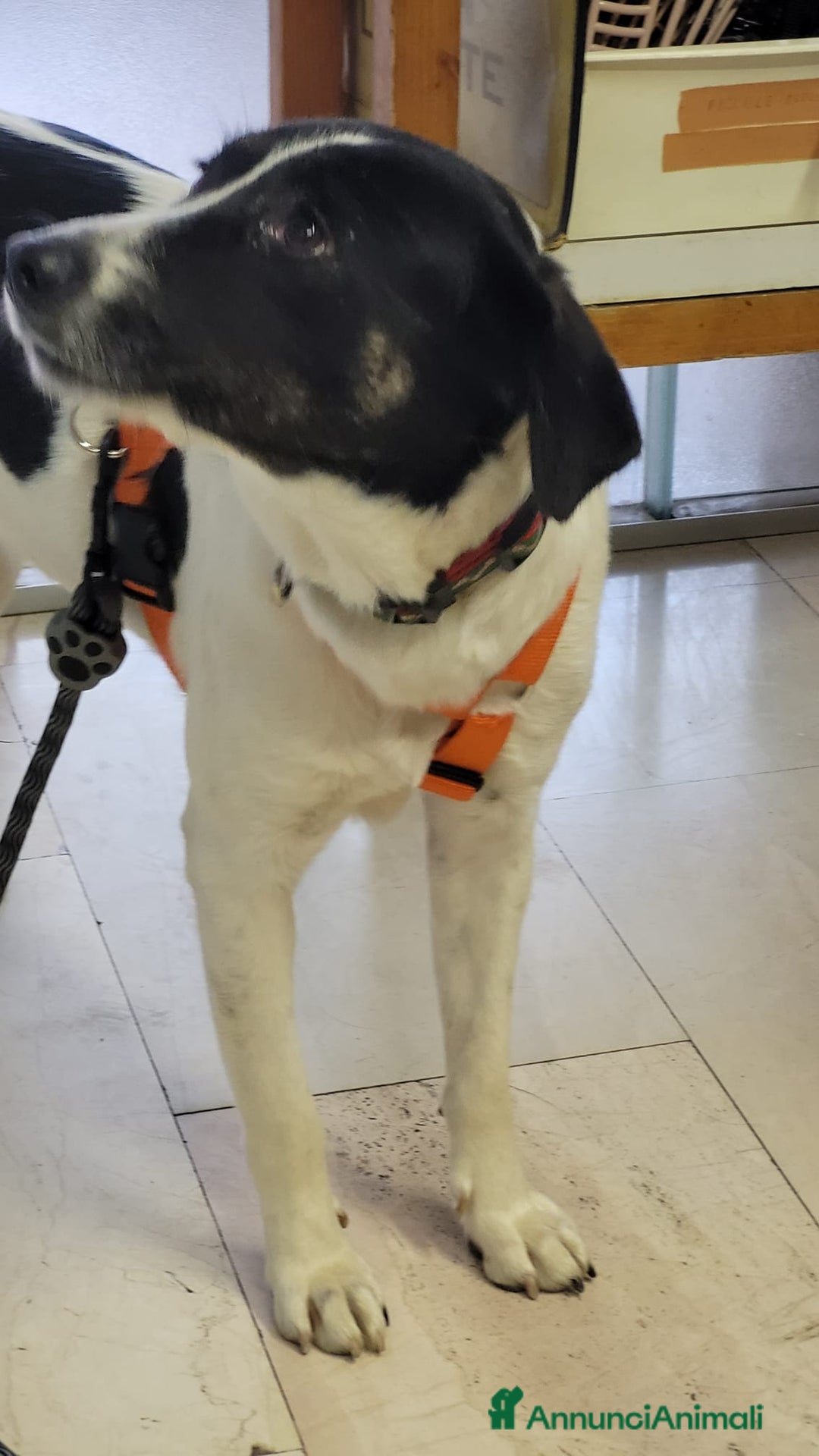 Meticcio cani in regalo: Splendida meticcia - COOKIE a Città metropolitana di Milano - Annuncio 3