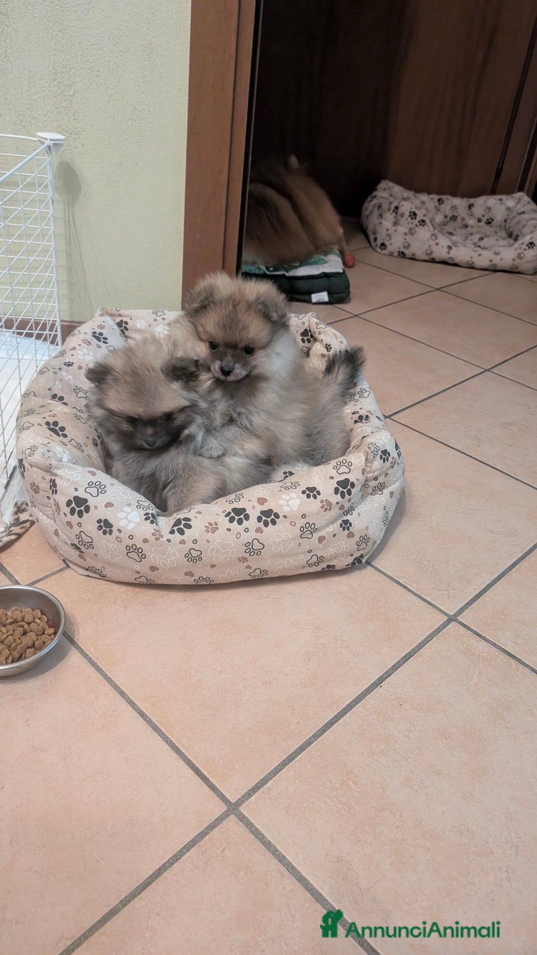 Volpino Pomerania cani in vendita: Volpino pomerania pedigree - Annuncio 3