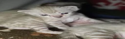 Bengala gatti in vendita: Cuccioli gatto bengala  - Annuncio 16