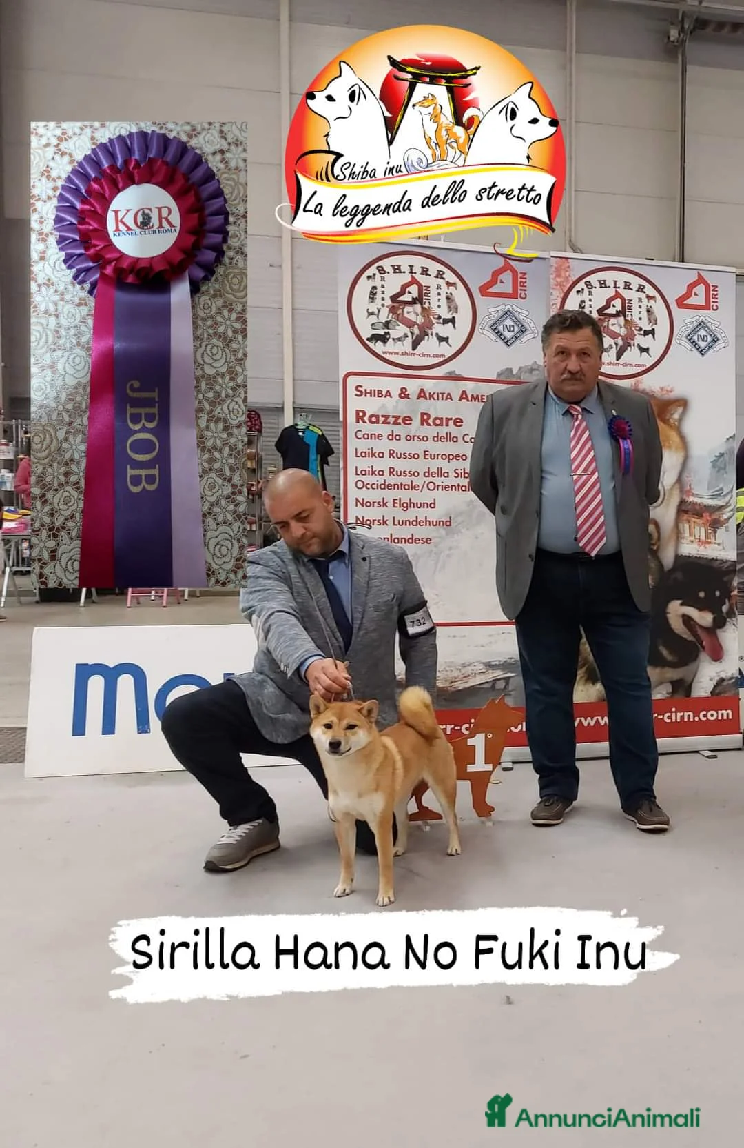 Shiba Inu cani in vendita: Shiba inu - Annuncio 6