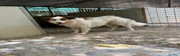 Meticcio cani in regalo: Sofia: amichevole e tranquilla, dolce con tutti  - Annuncio 13