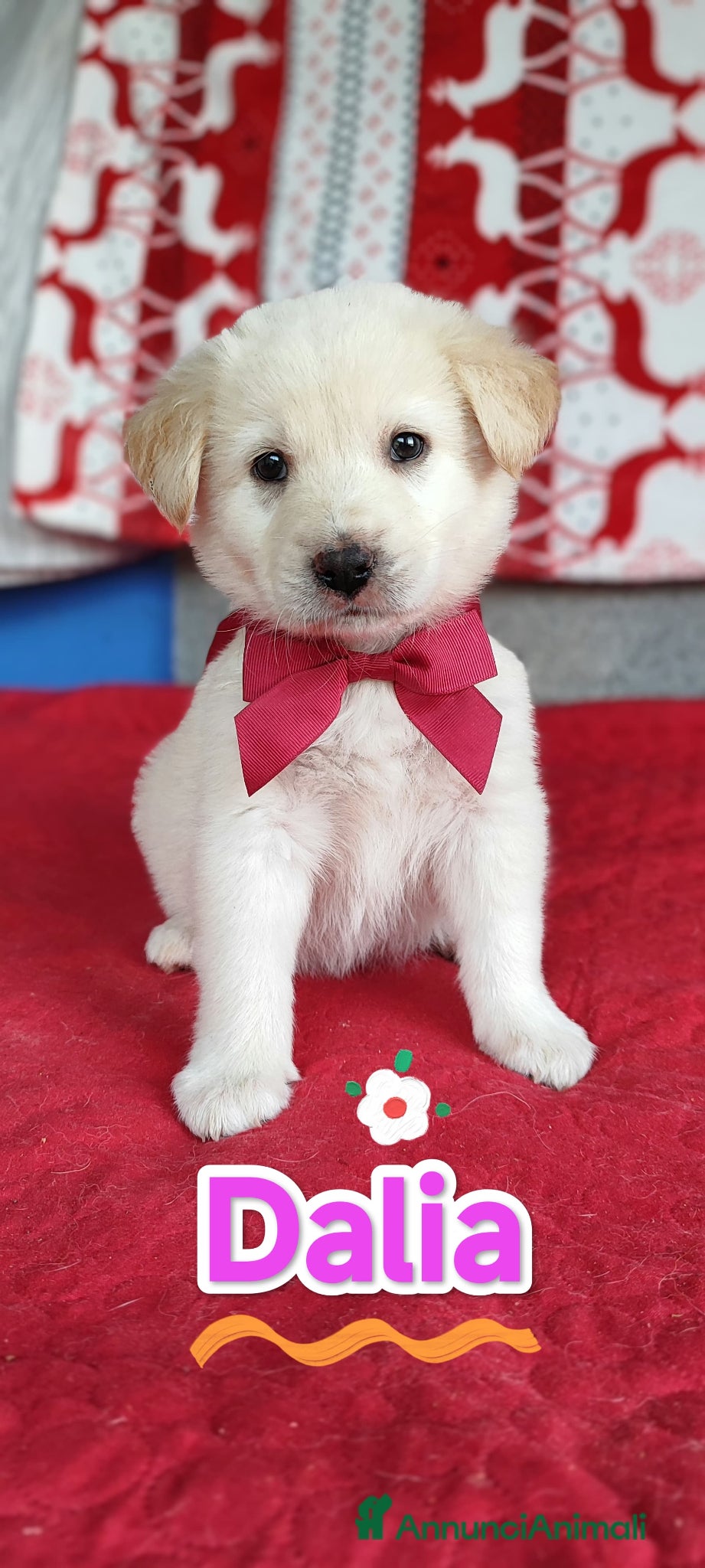 Meticcio cani Dalia aspetta te......  - Annuncio 12
