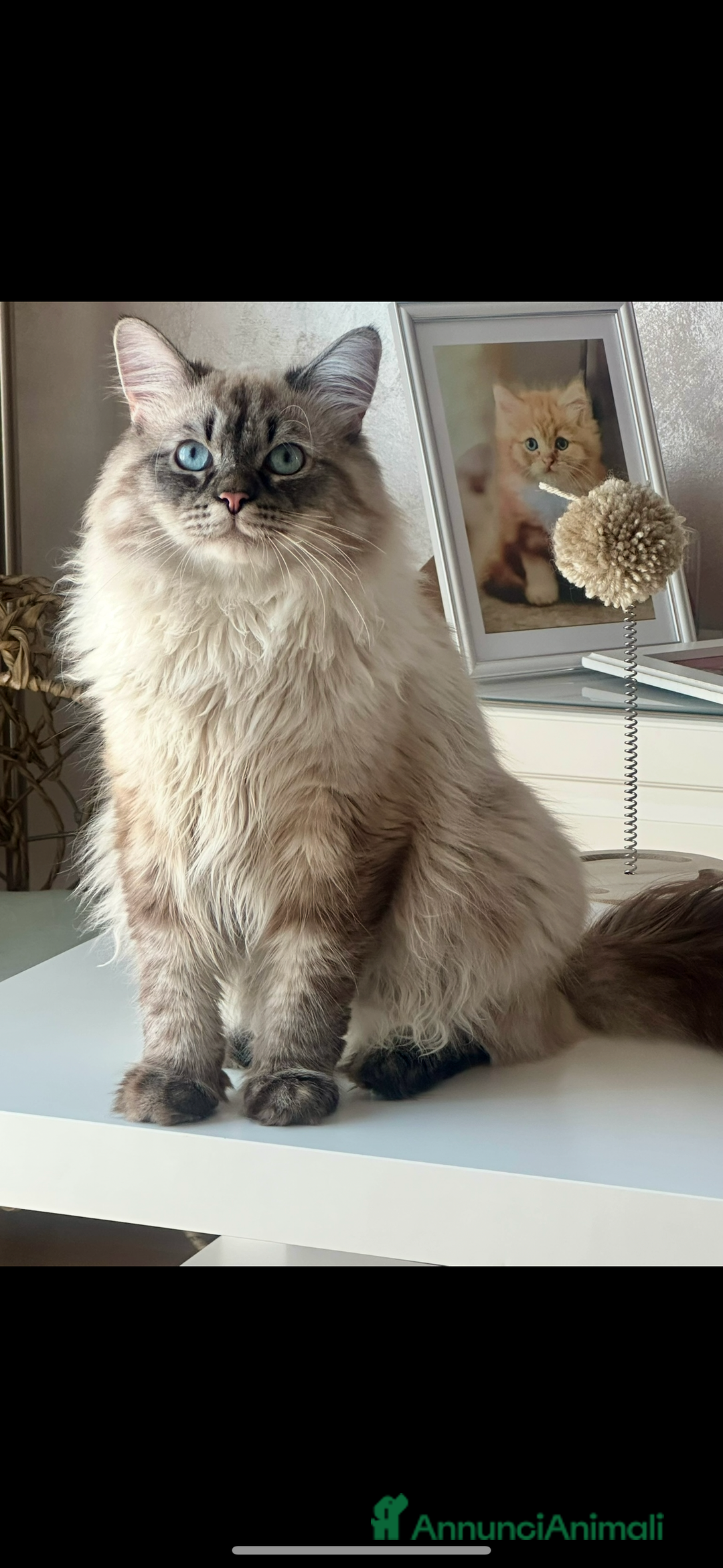 Siberiano gatti per accoppiamento: Siberiano con pedigree da accoppiamento  - Annuncio 3