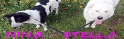 Meticcio cani in regalo: Meravigliose NINA e STELLA a Provincia di Parma - Annuncio 4