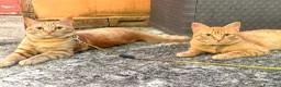 Altre razze gatti in regalo: Bellissimi Gattini arancioni cercano casa insieme  a Provincia di Frosinone - Annuncio 2