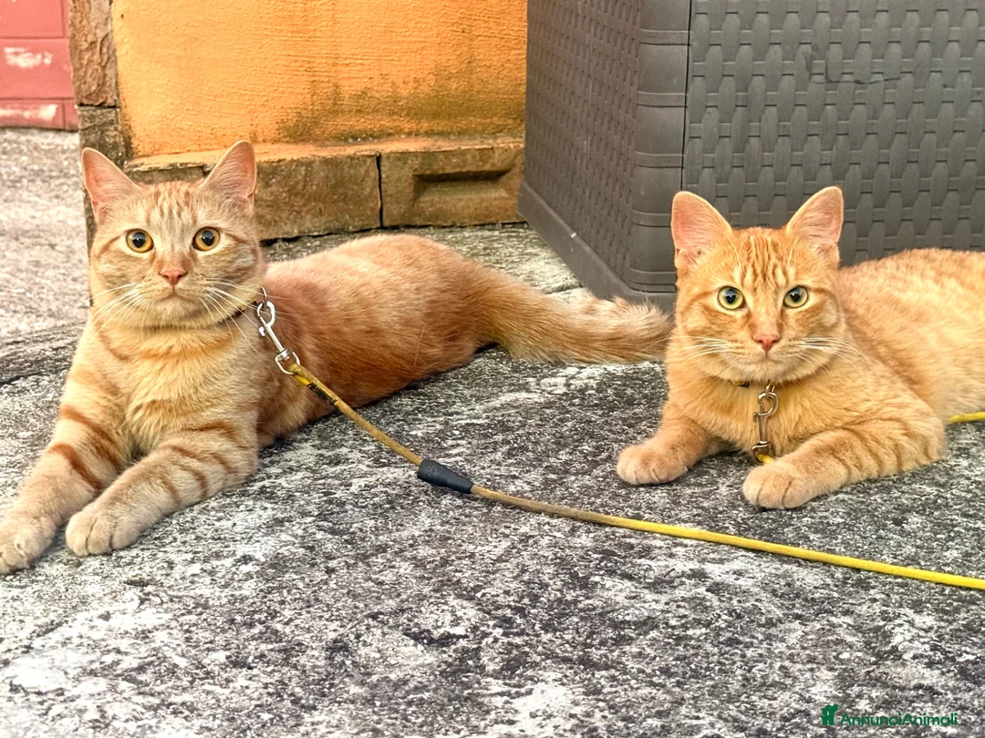 Altre razze gatti in regalo: Bellissimi Gattini arancioni cercano casa insieme  a Provincia di Frosinone - Annuncio 2
