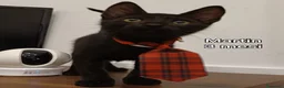 Altre razze gatti in regalo: GATTINI BISOGNOSI CERCANO ADOZIONE  a Città Metropolitana di Bologna - Annuncio 10