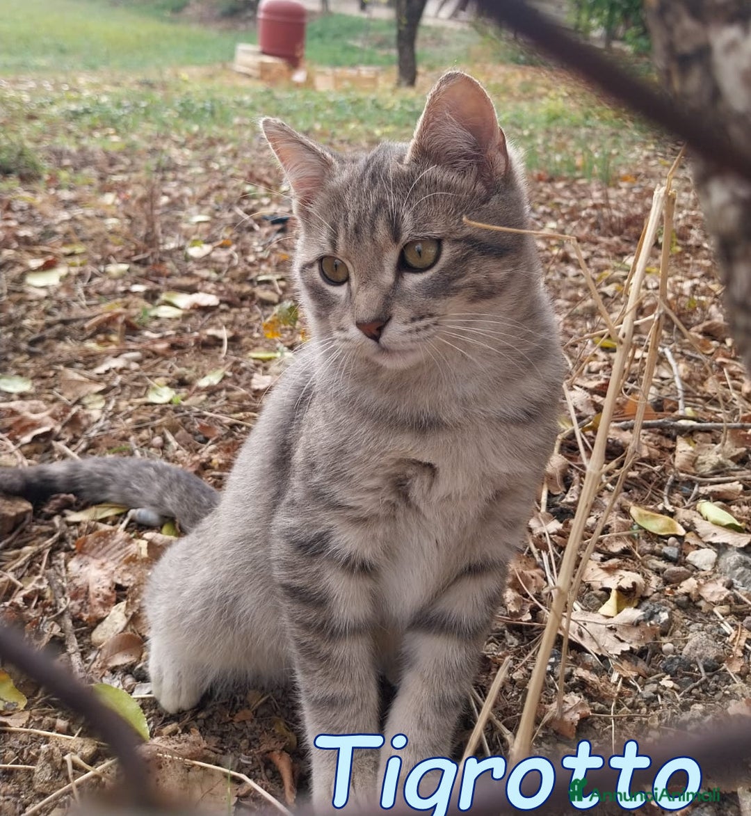Europeo gatti in regalo: TIGROTTO - Annuncio 1