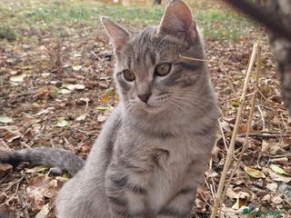 Europeo gatti TIGROTTO - Annuncio 12