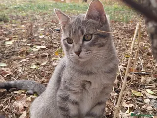 Europeo gatti TIGROTTO - Annuncio 28