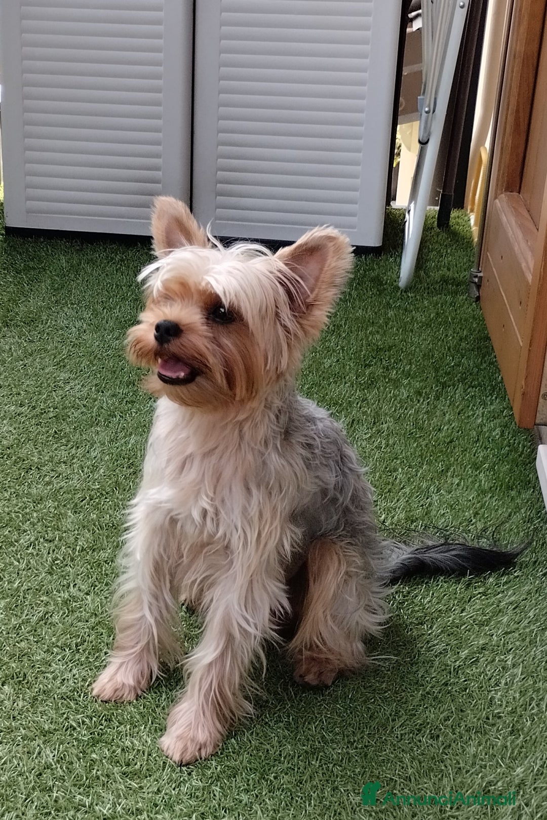 Yorkshire cani per accoppiamento: Maschio Yorkshire Toy per accoppiamento a Provincia di Brescia - Annuncio 11