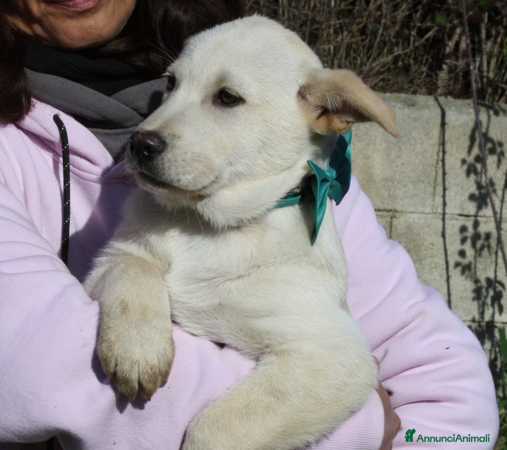 Meticcio cani Joy stupendo cucciolo in attesa di una famiglia - Annuncio 2