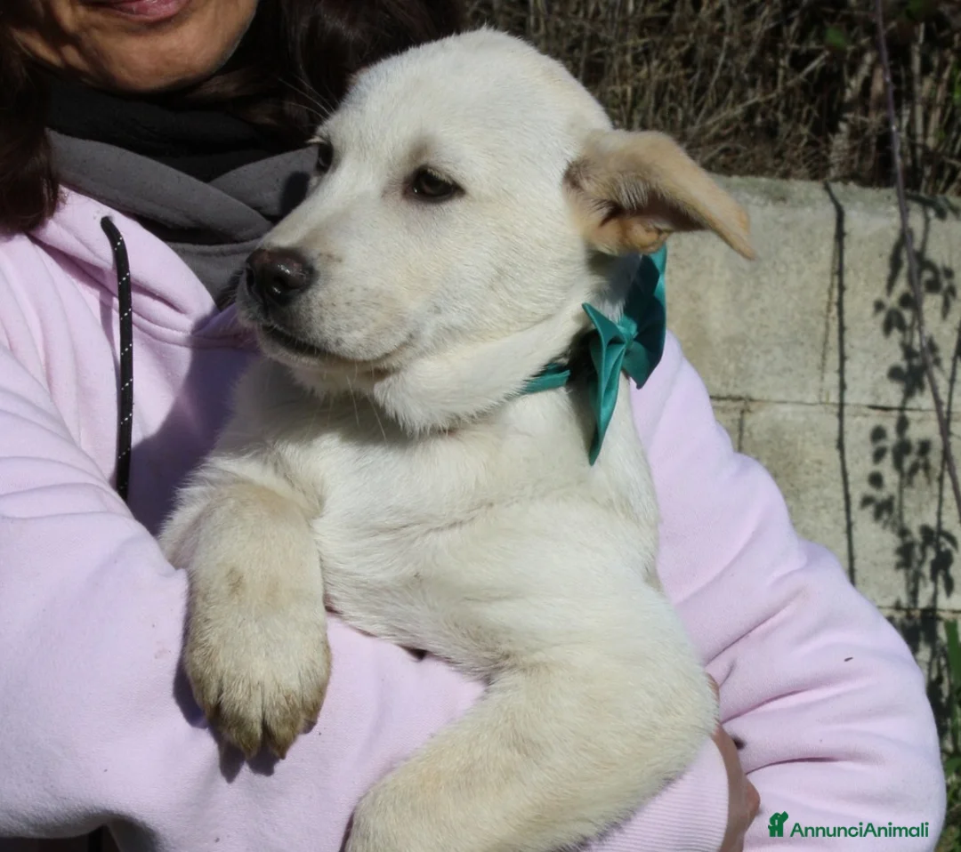 Meticcio cani in regalo: Joy stupendo cucciolo in attesa di una famiglia - Annuncio 2