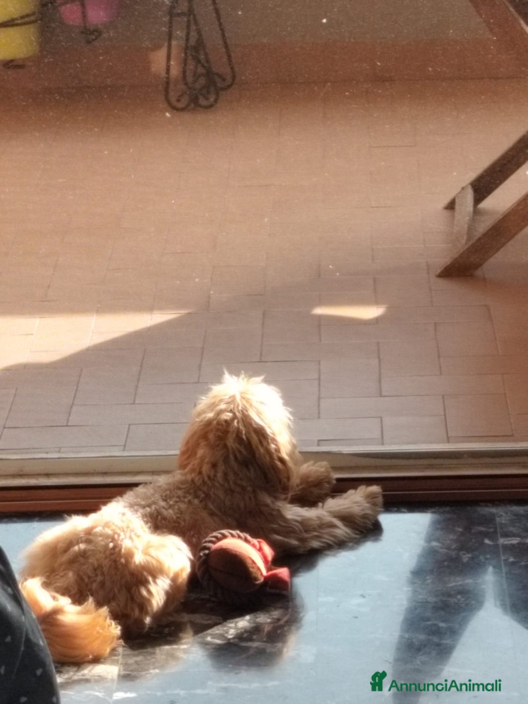 Maltese cani in vendita: Maltipoo affettuoso e giocherellone a Città metropolitana di Roma Capitale - Immagine 2