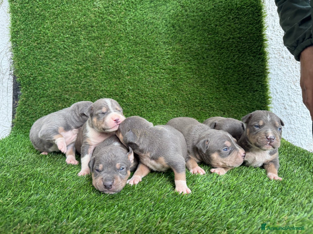 Pitbull cani in vendita: American Pitbull terrier  - Annuncio 6