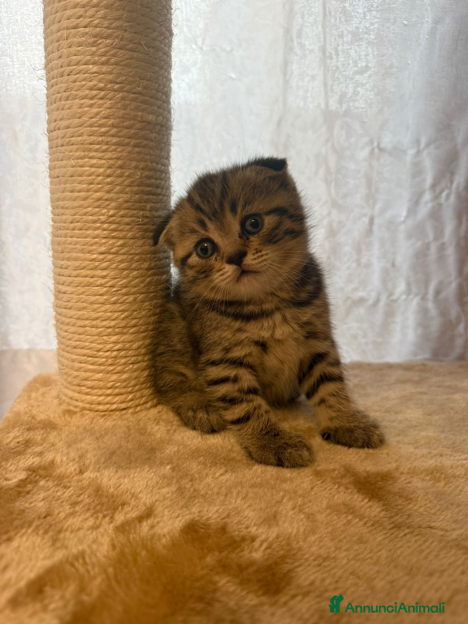 British gatti in vendita: British shorthair  - Annuncio 7