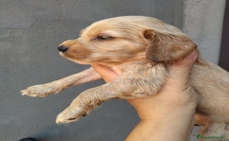 Cocker cani a Città metropolitana di Catania - Annuncio 16
