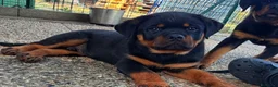 Rottweiler cani in vendita: ROTTWEILER TAGLIA GRANDE LINEA SERBA - Annuncio 5