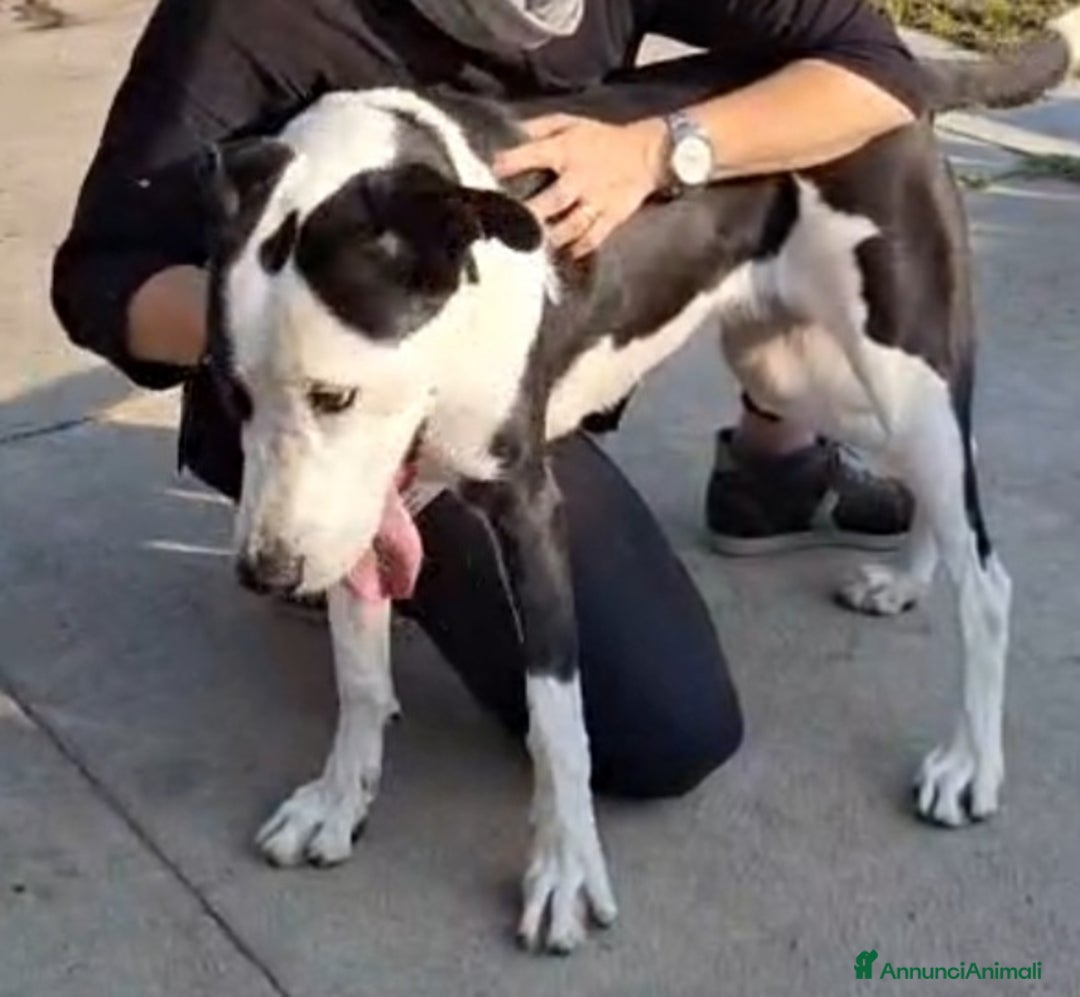 Meticcio gatti in regalo: Mix Amstaff femmina oltre 3anni di appelli CREMONA - Annuncio 6