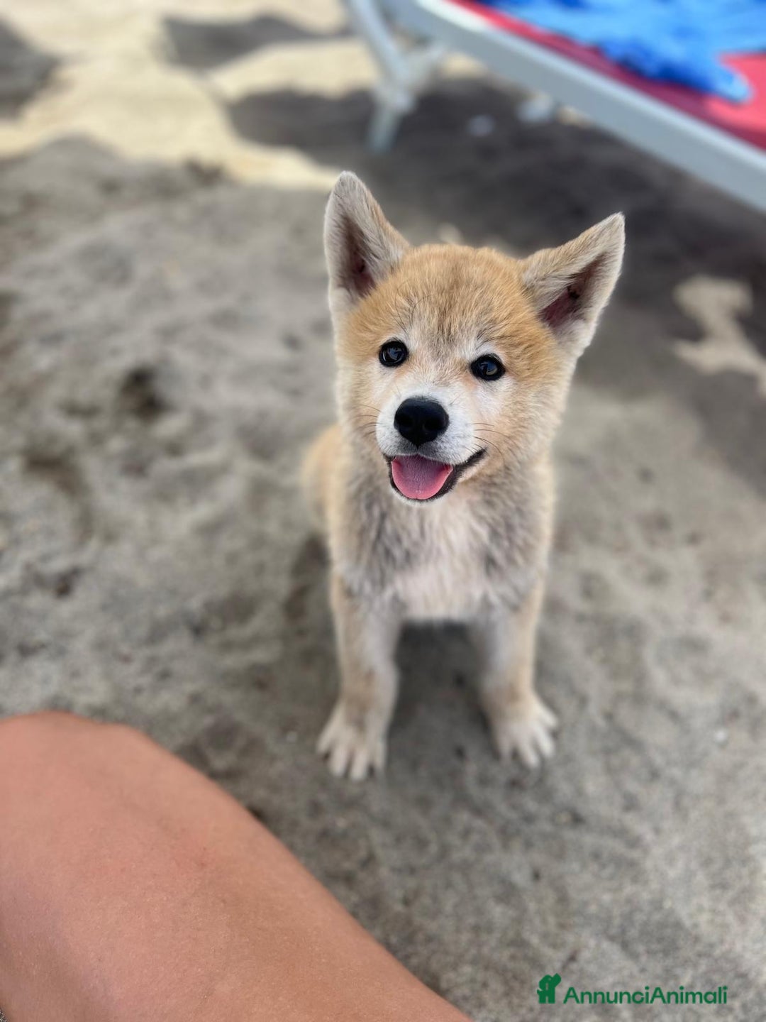 Akita Inu cani in vendita: Cuccioli di akita inu disponibili dal 23 dicembre  - Annuncio 6