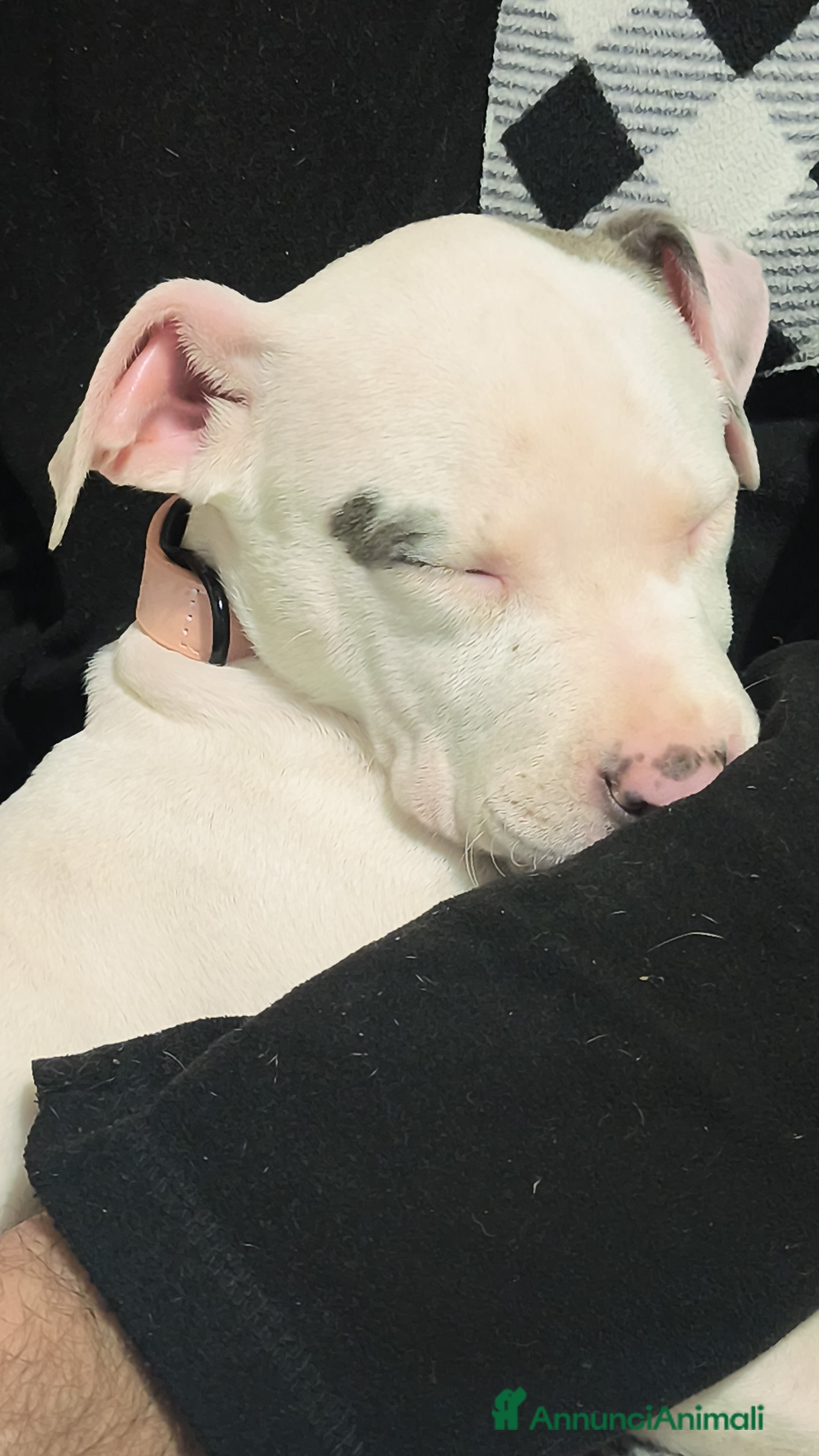 American Staffordshire cani Amstaff  - Annuncio 2