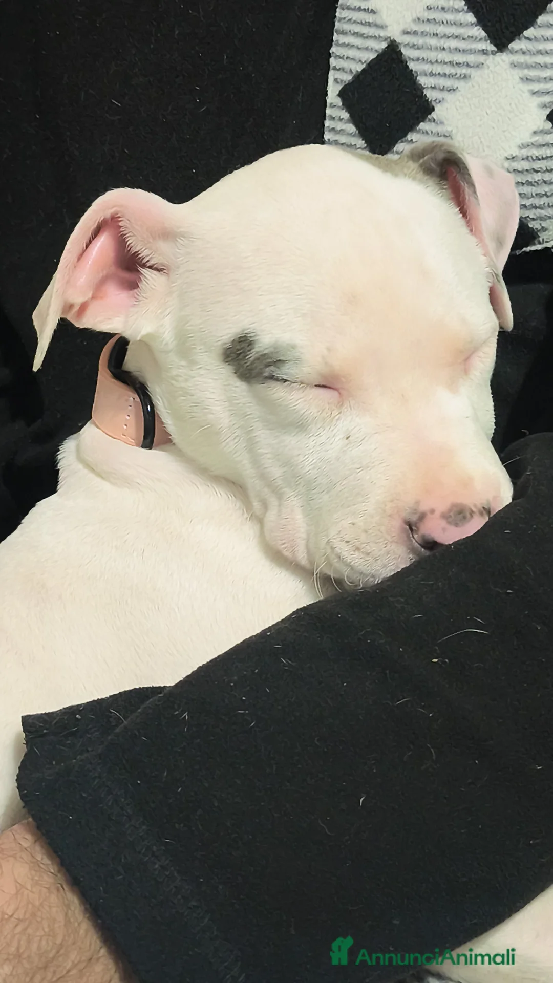 American Staffordshire cani in vendita: Amstaff  - Annuncio 2