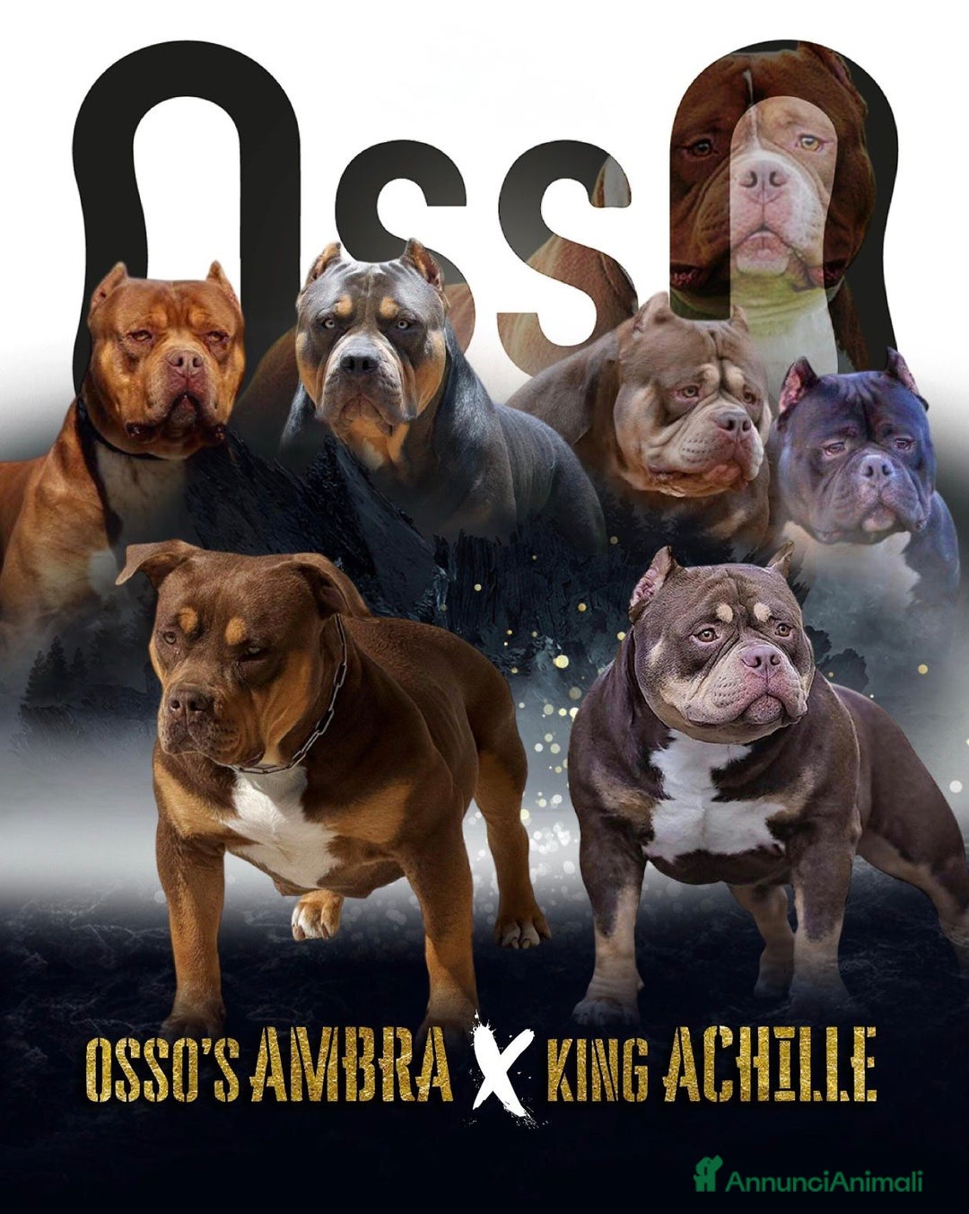 American Bully cani in vendita: Cuccioli di American Bully - Annuncio 4