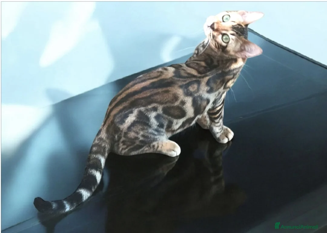 Bengala gatti in vendita: Gatti del Bengala  - Annuncio 2