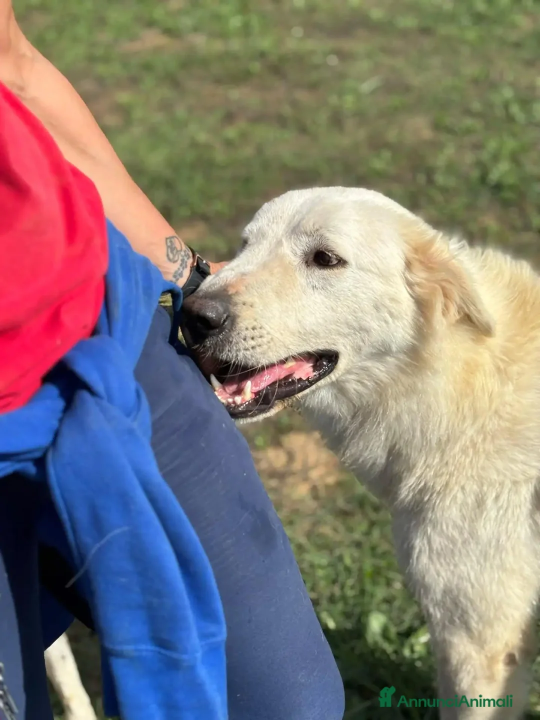 Meticcio cani in regalo: Armandino mix maremmano golden retriever adozione - Annuncio 2