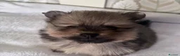 Volpino Pomerania cani in vendita: Bellissimi cuccioli di Pomerania  a Città metropolitana di Roma Capitale - Annuncio 9