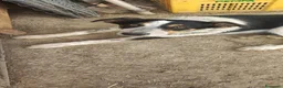 Meticcio cani in regalo: kiki in adozione - Annuncio 3
