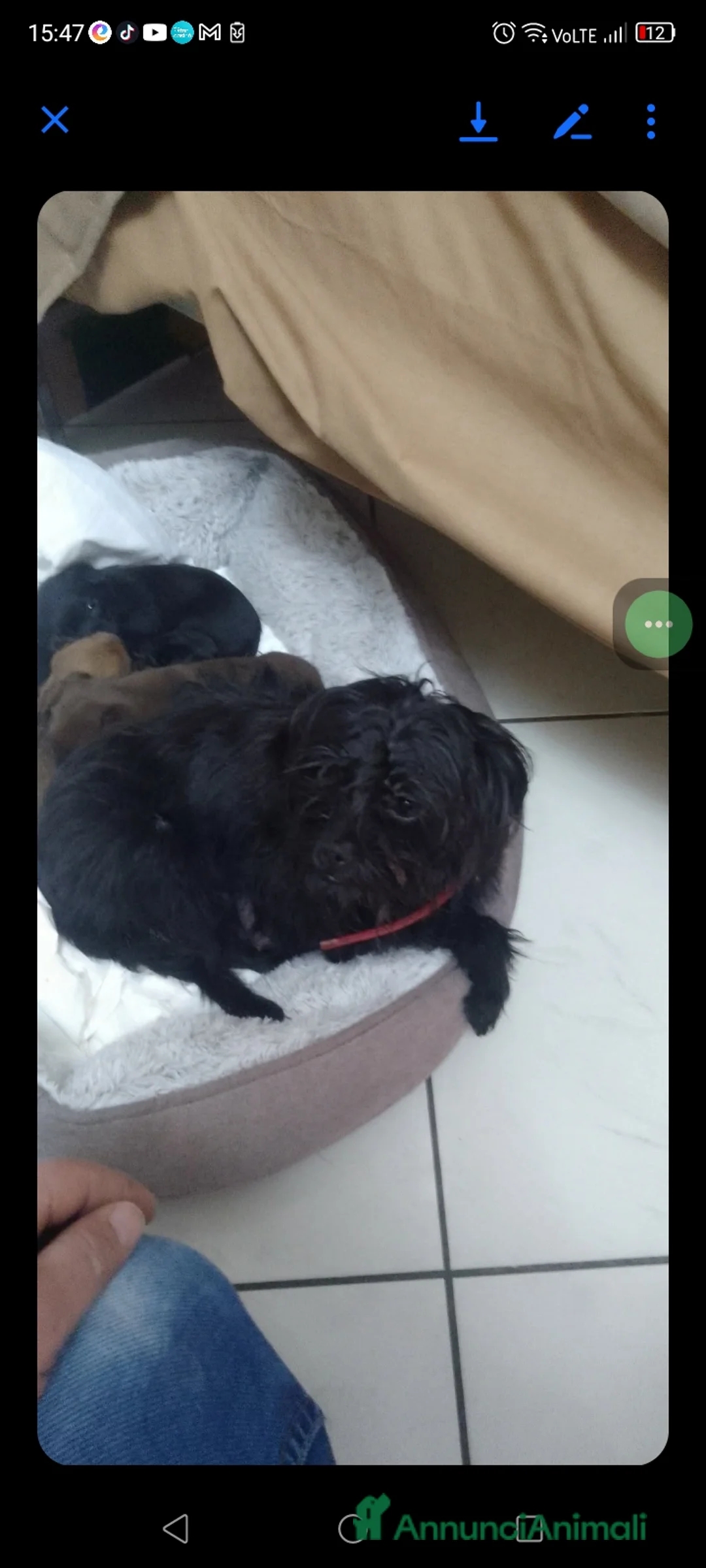 Meticcio cani in vendita: Cuccioli cercano casa  - Annuncio 1