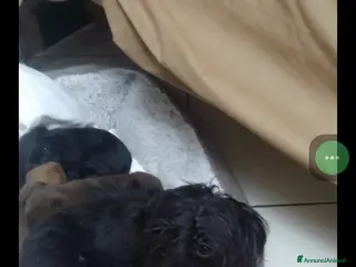 Meticcio cani Cuccioli cercano casa - Annuncio 5