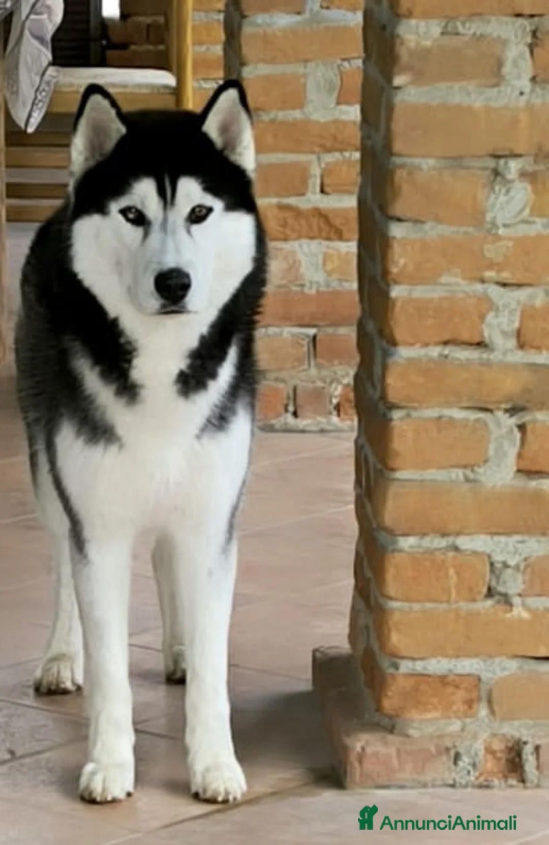 Husky cani in vendita: Siberian Husky cuccioli con pedigree a Provincia di Pavia - Annuncio 2
