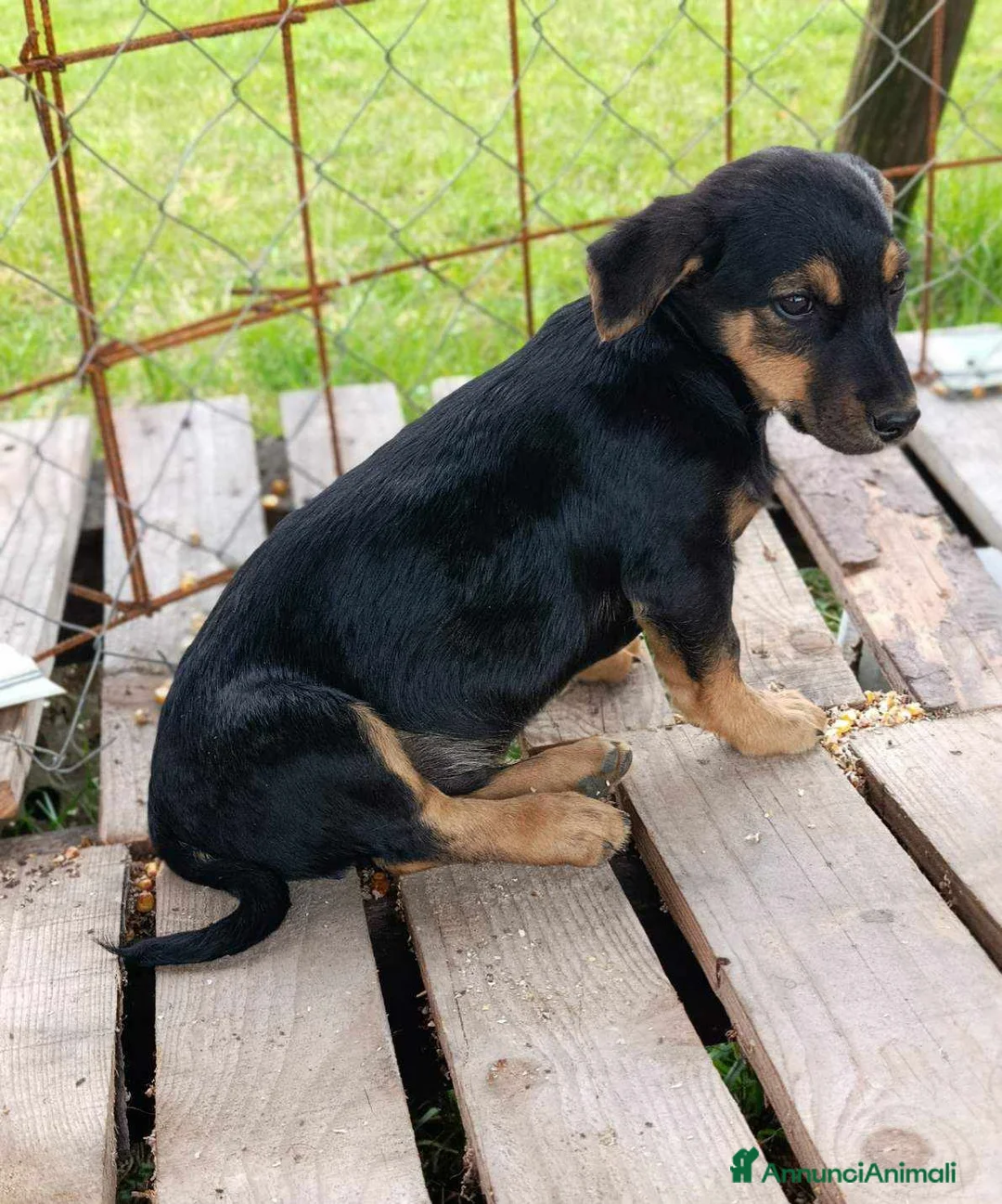 Bassotto cani in regalo: LEO, cucciolo mix BASSOTTO! Adorabile - Annuncio 2