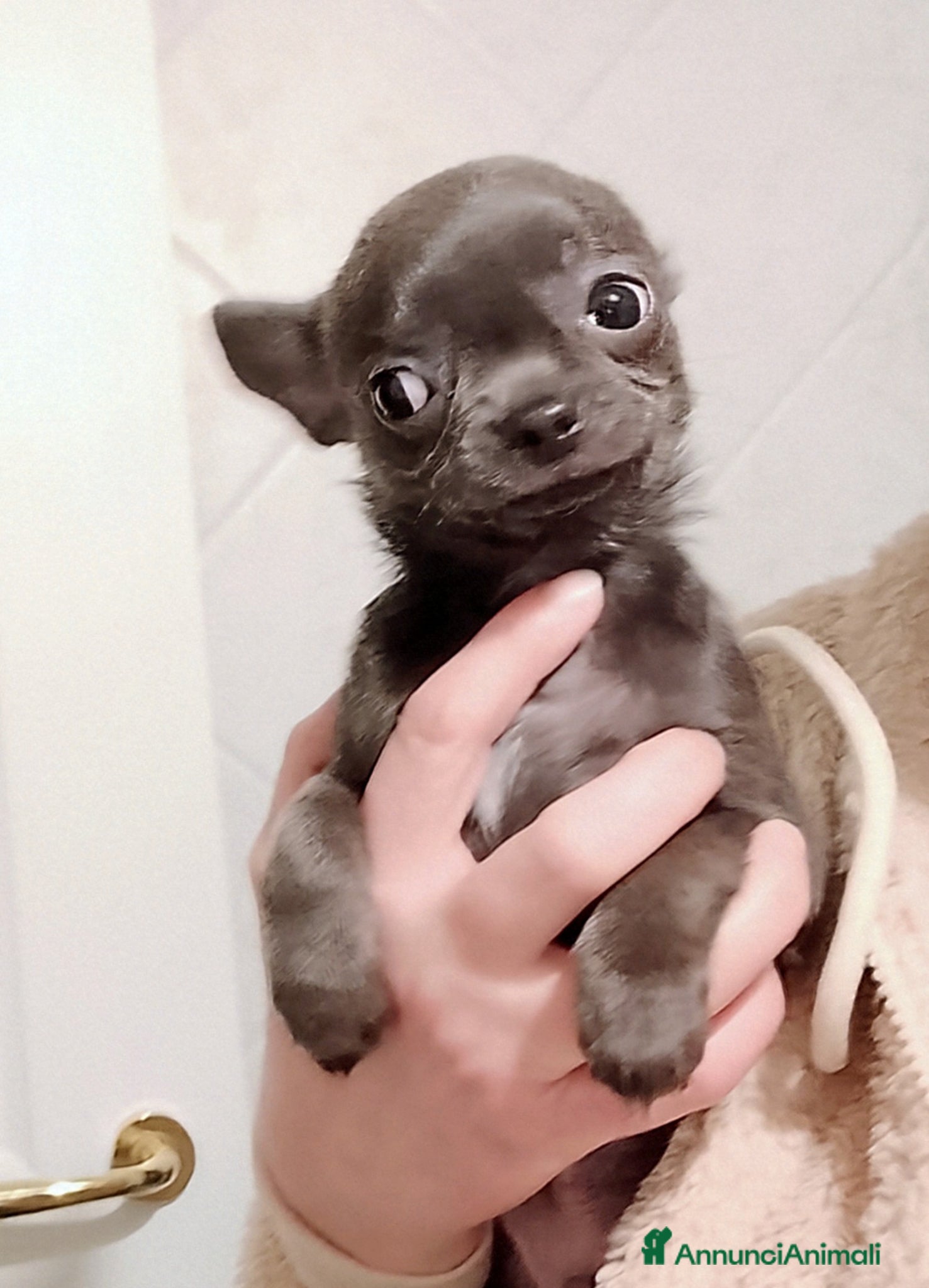 Chihuahua cani Chihuahua con pedigree ENCI  - Annuncio 1