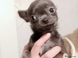 Chihuahua cani Chihuahua con pedigree ENCI - Annuncio 2