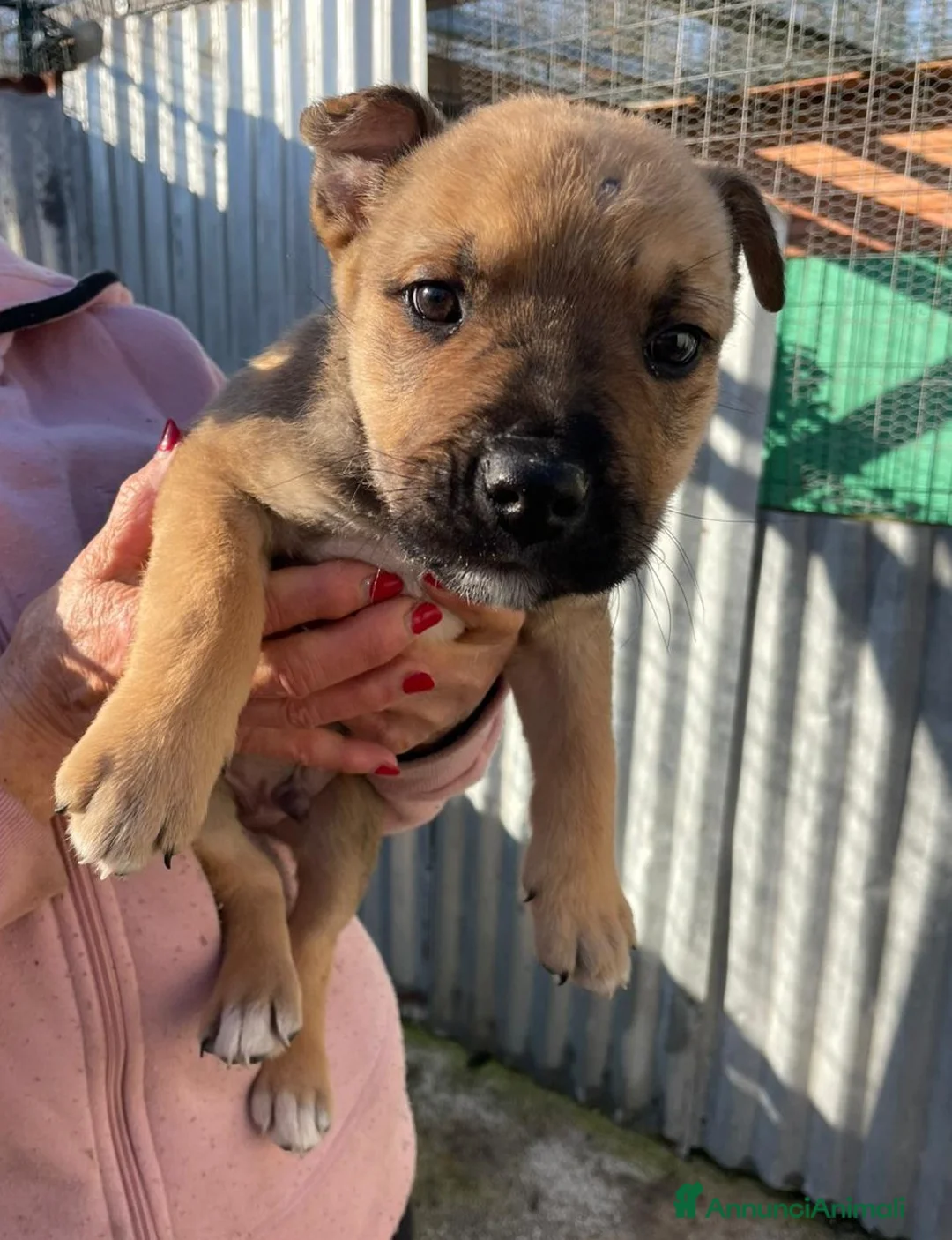 Meticcio cani in regalo: TENERO CUCCIOLO MIX AMSTAFF - Annuncio 3