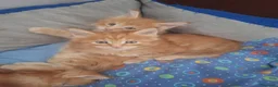 Maine Coon gatti in vendita: Cucciole Maine Coon - Annuncio 3