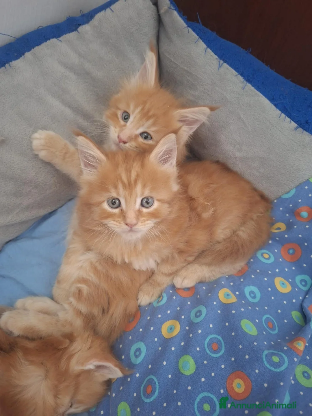 Maine Coon gatti in vendita: Cucciole Maine Coon - Annuncio 3