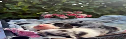 Border Collie cani in vendita: Border collie  - Annuncio 11