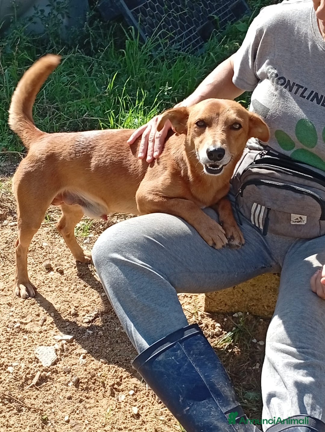 Altre razze cani in regalo: ugo 4 aNNI - Annuncio 2